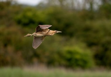 Bittern, Botaurus stellaris, uçan tek kuş,