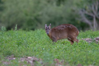 Muntjac, Muntiacus reevesi, Ormanlıkta Bekar Kadın, Warwickshire, Temmuz 2025