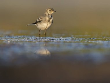 Pied wagtail, Motacilla alba, çamurlu zemin üzerinde bekar bir genç kuş, Warwickshire, Temmuz 2025