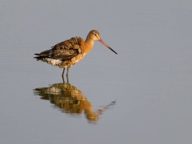 Siyah kuyruklu Godwit, Limosa limozası, sudaki tek kuş, Snettisham, Norfolk, Ağustos 2025