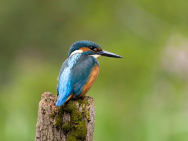 Kingfisher, Alcedo, bekâr erkek, Warwickshire, Ağustos 2025 