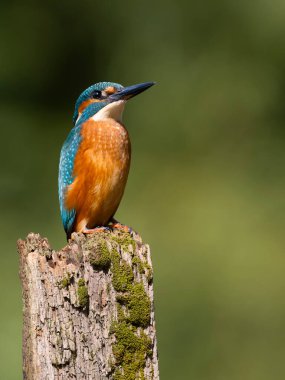 Kingfisher, Alcedo, bekâr erkek, Warwickshire, Ağustos 2025 