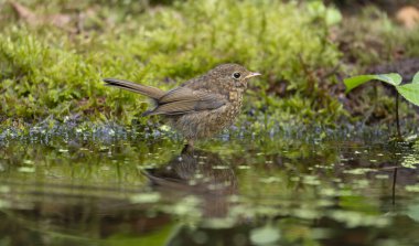 Robin, Erithacus Rubecula, Norfolk, Ağustos 2025 'te sudaki tek yavru kuş.