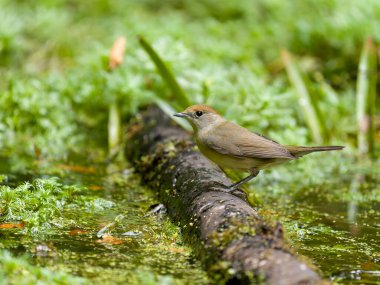 Blackcap, Sylvia atricapilla, Su kenarında tek bir kuş, Buckinghamshire, Ağustos 2025