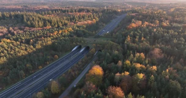 Ekokanal Ekopassage Naturbro Eller Spelbyte Infrastruktur För Djur Och Andra — Stockvideo