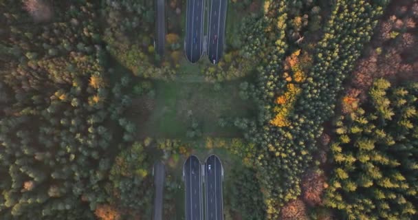 エコダクト エコパッセージ 自然橋やゲームの切り替え 動物や他の野生生物の交通を横断するためのインフラストラクチャ構造 高速道路を通過します 自然と人間が合併した 空中ドローン — ストック動画
