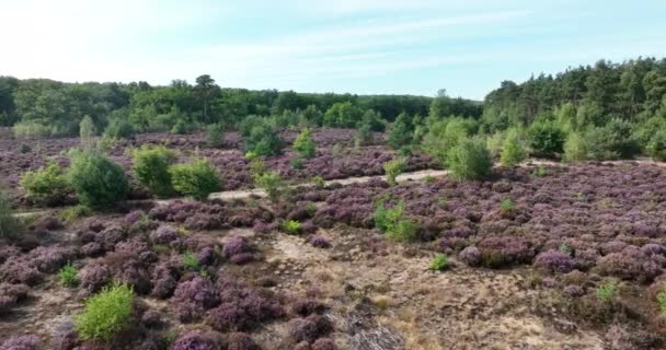 相続人の家族から主に矮星の低木で構成される相続人または相続人の植生 オランダ人の自然フィールド 8月と9月に紫色の花を咲かせます — ストック動画