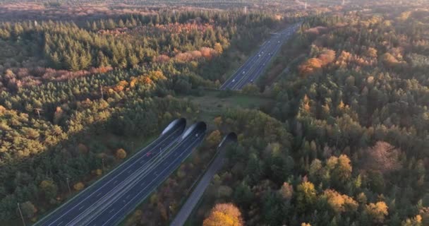 Ökodukt Ökopassage Naturbrücke Oder Wildwechsel Infrastruktur Für Tiere Und Andere — Stockvideo
