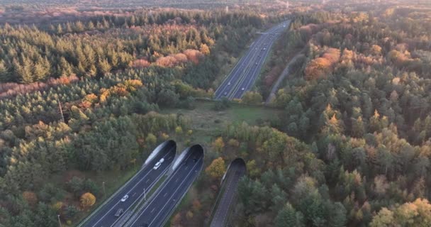 Ecoduct Ecopassage Most Przyrodniczy Lub Zmiana Gry Struktura Infrastruktury Dla — Wideo stockowe