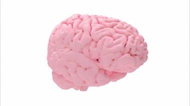 İnsan zihninin 3 boyutlu canlandırması, 3 boyutlu canlandırma modeli. Zihin modeli boş arkaplanda izole edilmiş şekilde oluşturuldu.