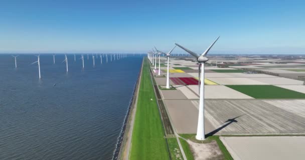 Turbine Eoliche Tulipani Tipica Scena Olandese Energia Verde Primaverile Acqua — Video Stock