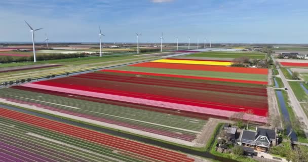 Ervaar Magie Van Lente Nederland Met Adembenemende Uitzichten Bloeiende Tulpenvelden — Stockvideo