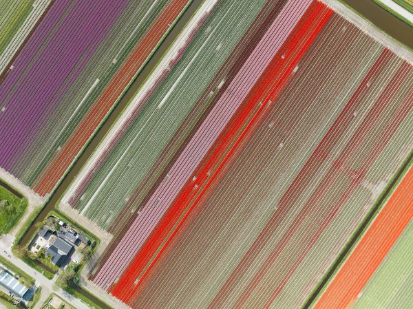 领略荷兰春天的神奇魅力 欣赏从高处摘下的郁金香盛开的田野 — 图库照片