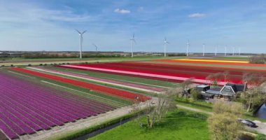 Kuzey Hollanda 'daki Hollanda kırsalını saran canlı lalelerin, sümbüllerin ve nergislerin göz kamaştırıcı hava manzaralarını ele alalım..