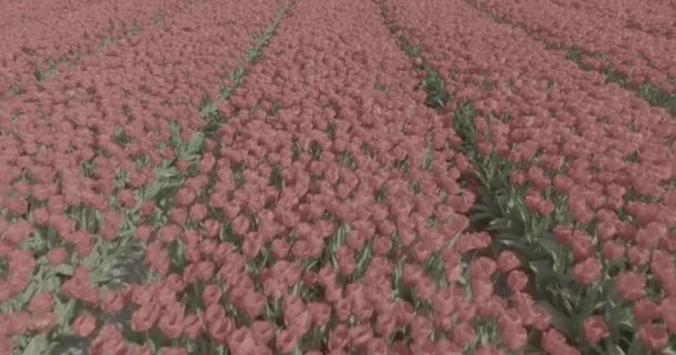 Stunning Vibrant Portrayal Interplay Nature Agriculture Filmed Dlog Color Maximum — Stock Video