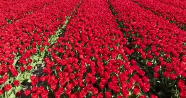 Çiçek açan kırmızı lalelerin sıralarını gösteren bir hava videosu kırsal kesimde güzel bir manzara yaratıyor..