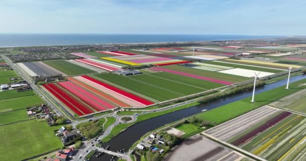 オランダ オランダのチューリップ畑の空中ドローンビデオ 北オランダ — ストック動画