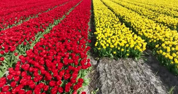 Indulge Splendor Nature Captivating Red Yellow Tulips Revealing Intricate Captivating — Stock Video