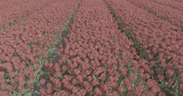 Wideo Lotnicze Pokazujące Rzędy Kwitnących Czerwonych Tulipanów Tworzące Malowniczy Widok — Wideo stockowe