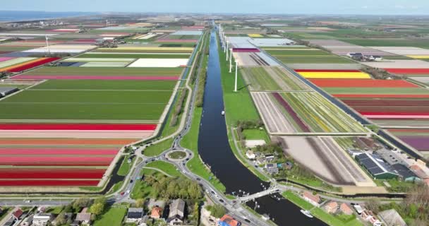 Symmetrische Bloemenvelden Tulpen Het Voorjaar Luchtdrone Video Nederland — Stockvideo