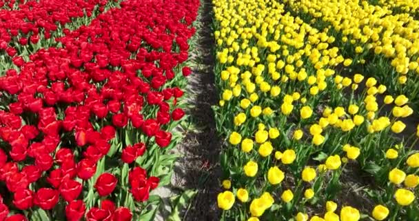 赤と黄色の球根 組織化された花壇のカラフルな花 オランダの農業 — ストック動画