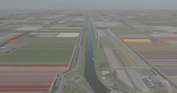 Obtenga Una Vista Única Los Famosos Campos Tulipanes Holandeses — Vídeos de Stock