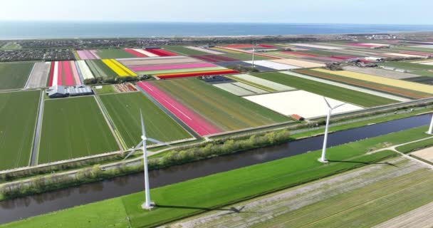 Lkbaharda Hollanda Nın Çiçek Tarlası Yukarıdaki Hava Aracı Görünümü — Stok video