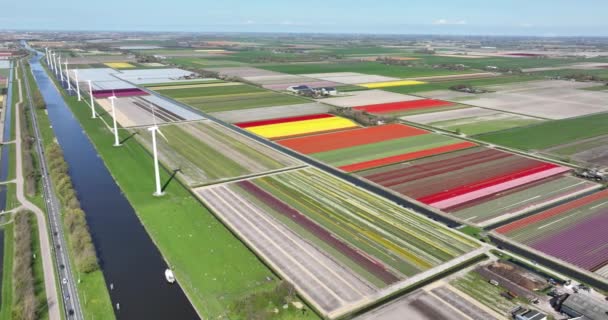 Luftaufnahme Eines Landwirtschaftlichen Blumenfeldes Die Niederlande — Stockvideo