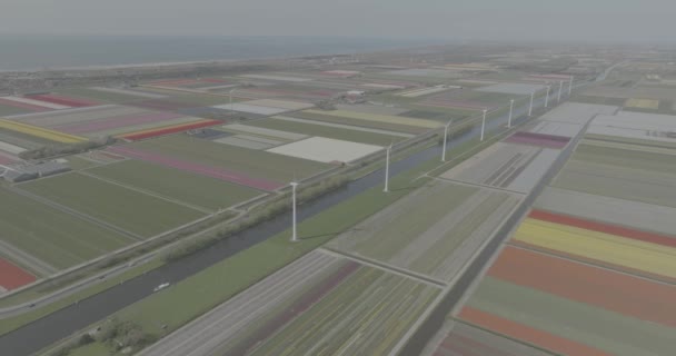Pola Kwiatów Holandii Wiosną Dron Powietrzny Nad Głową Profil Koloru — Wideo stockowe