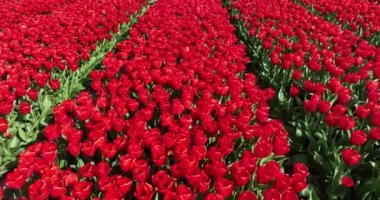 Tarım tarlalarında kırmızı laleler çiçek açar. Üzerimden uçuyor.