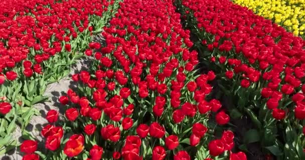 Κοντινό Πλάνο Τις Ανθισμένες Κόκκινες Τουλίπες Λουλούδια Τουλίπας Βαθύ Κόκκινο — Αρχείο Βίντεο