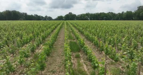 Rebzeilen Mit Traubenpflanze Der Gegend Von Bordeaux Frankreich — Stockvideo