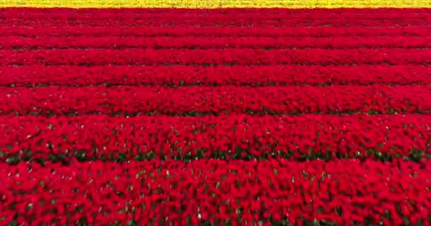 Испытайте Захватывающую Дух Красоту Нидерландов Весной Паря Малой Высоте Над — стоковое видео