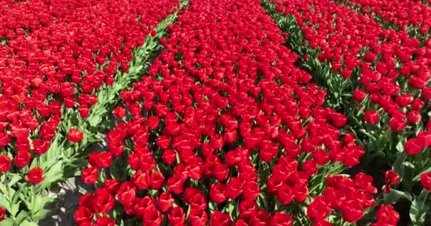 魅惑的な赤いチューリップ畑の上の低い標高で舞い上がる春のオランダの息をのむような美しさを体験してください — ストック動画