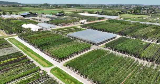 Baumschule Plantage Den Niederlanden Anbau Von Baumpflanzen Drohnenblick Aus Der — Stockvideo