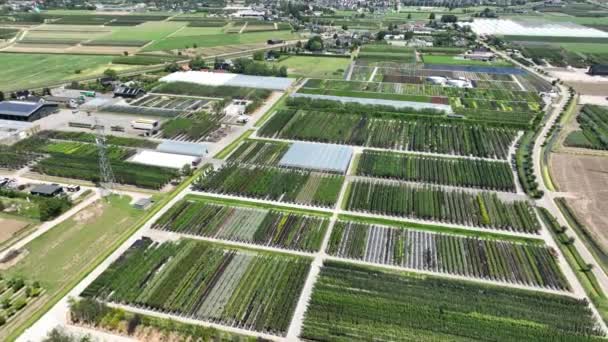 Vivero Árboles Cultivo Árboles Con Fines Comerciales Sector Agrícola Los — Vídeo de stock