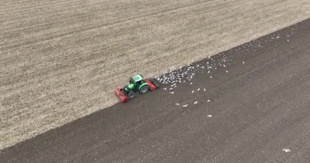 Traktor Obdělává Půdu Ptáci Létají Kolem Hledají Potravu Letecký Pohled — Stock video