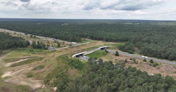 Wildtiere Überqueren Die Autobahn Niederländische Infrastruktur — Stockvideo