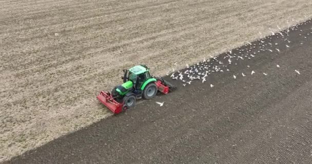 埃斯波尔2023年4月15日荷兰拖拉机在地里犁地 准备播种 鸟儿在它后面寻找虫子 — 图库视频影像