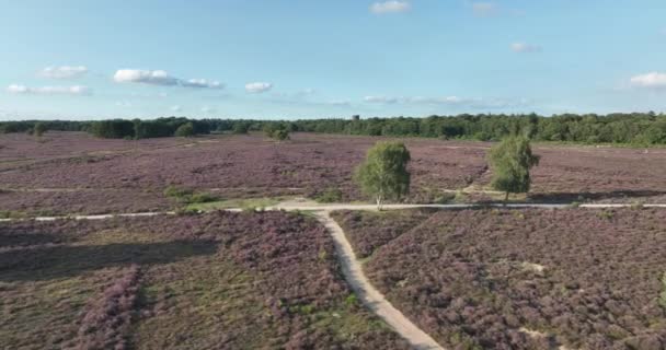 Veduta Aerea Drone Del Terreno Erica Parco Naturale Nei Paesi — Video Stock