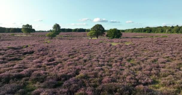 オランダで咲く夏のヘザー風景に関する空中ドローンビュー — ストック動画