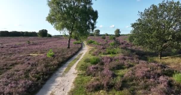 オランダで咲く夏のヘザー風景に関する空中ドローンビュー 風景を通るウォークウェイパス — ストック動画