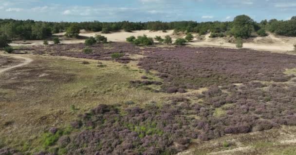 Aerial Images Natural Landscapes Heather Sandy Grounds Protected Nature Areas — Stock Video