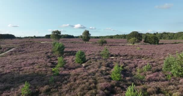 Naturschutzgebiet Den Niederlanden Heidefläche Lila Blühende Blumen Heideflächen Heide Naturlandschaft — Stockvideo