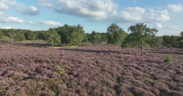 Paisagem Charneca Roxa Parque Nacional Holanda Natureza Holandesa Parque Verde — Vídeo de Stock