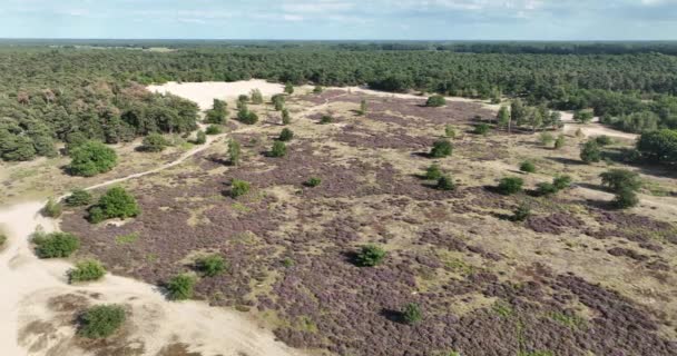 Drohnenaufnahme Der Heide Oder Heidevegetation Den Niederlanden — Stockvideo