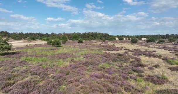 Vista Aérea Drones Urze Vegetação Charneca Nos Países Baixos — Vídeo de Stock