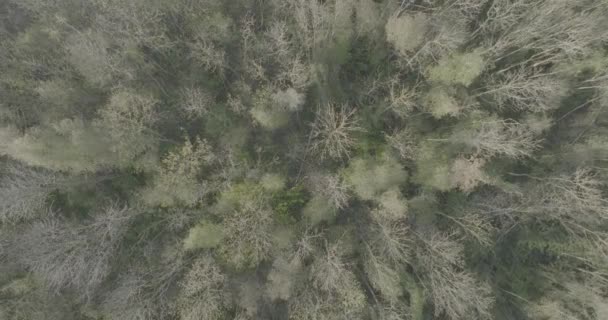 Vue Aérienne Haut Vers Bas Sur Feuillage Forestier Nature Dans — Video
