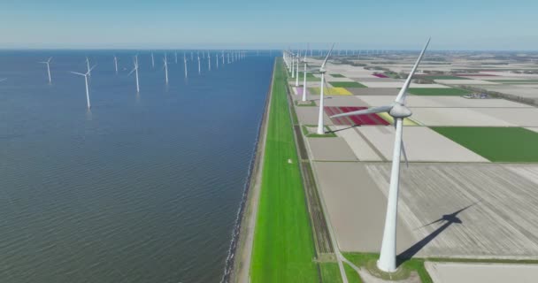 Turbina Eolica Lungo Campi Galleggiamento Tulipani Paesi Bassi Vista Aerea — Video Stock