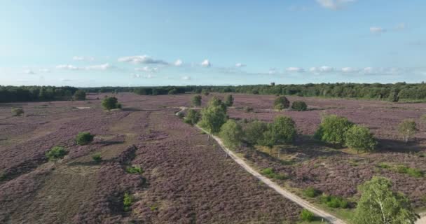 Rekreace Flóry Fauny Holandsku Přírodní Park Vřesoviště Zobrazení Leteckých Dronů — Stock video